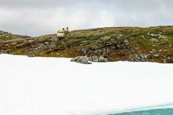 Norway Fjord Trail 2024